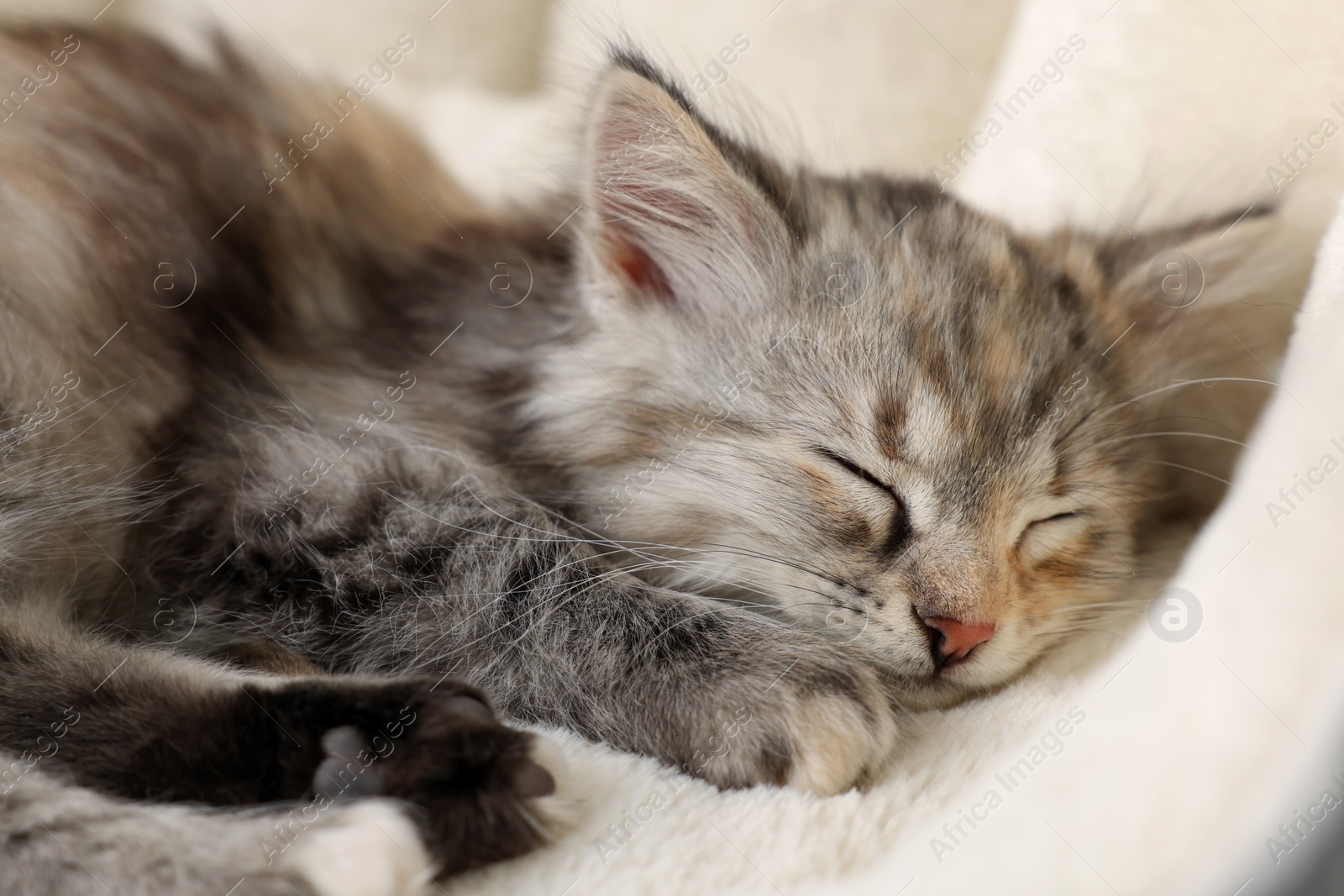 Photo of Cute fluffy kitten sleeping on pet bed, closeup