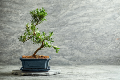 Photo of Japanese bonsai plant on grey stone table, space for text. Creating zen atmosphere at home