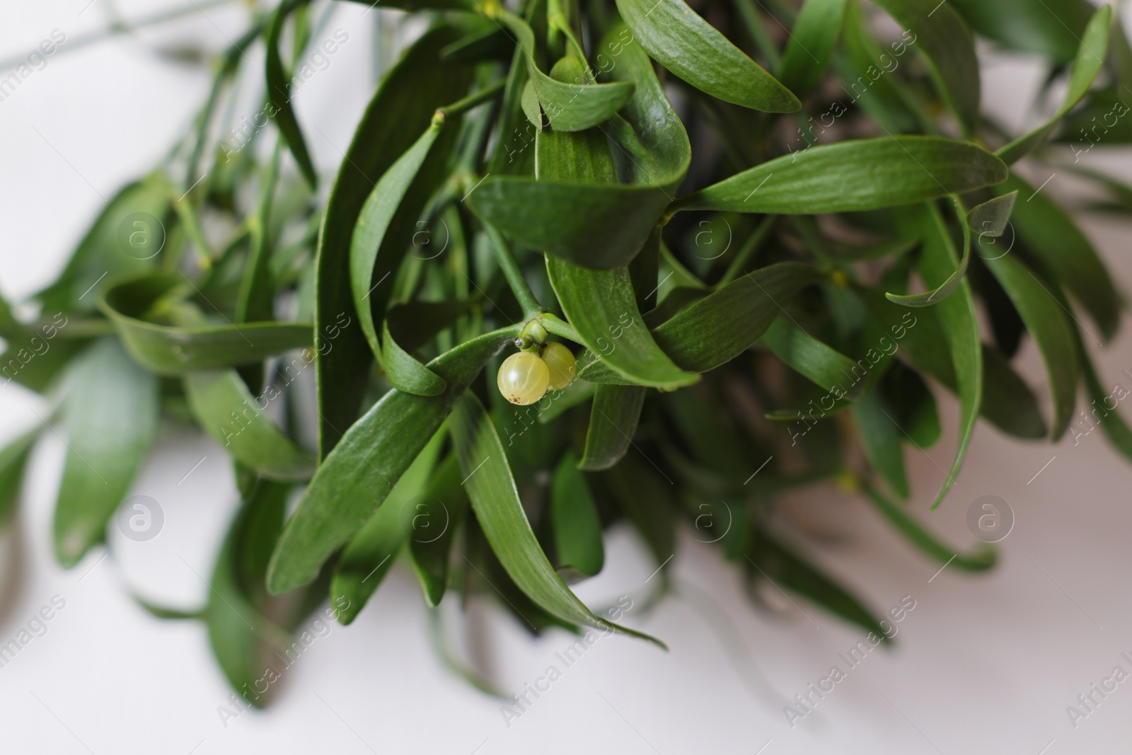 Photo of Mistletoe bunch on white background, closeup. Traditional Christmas decor