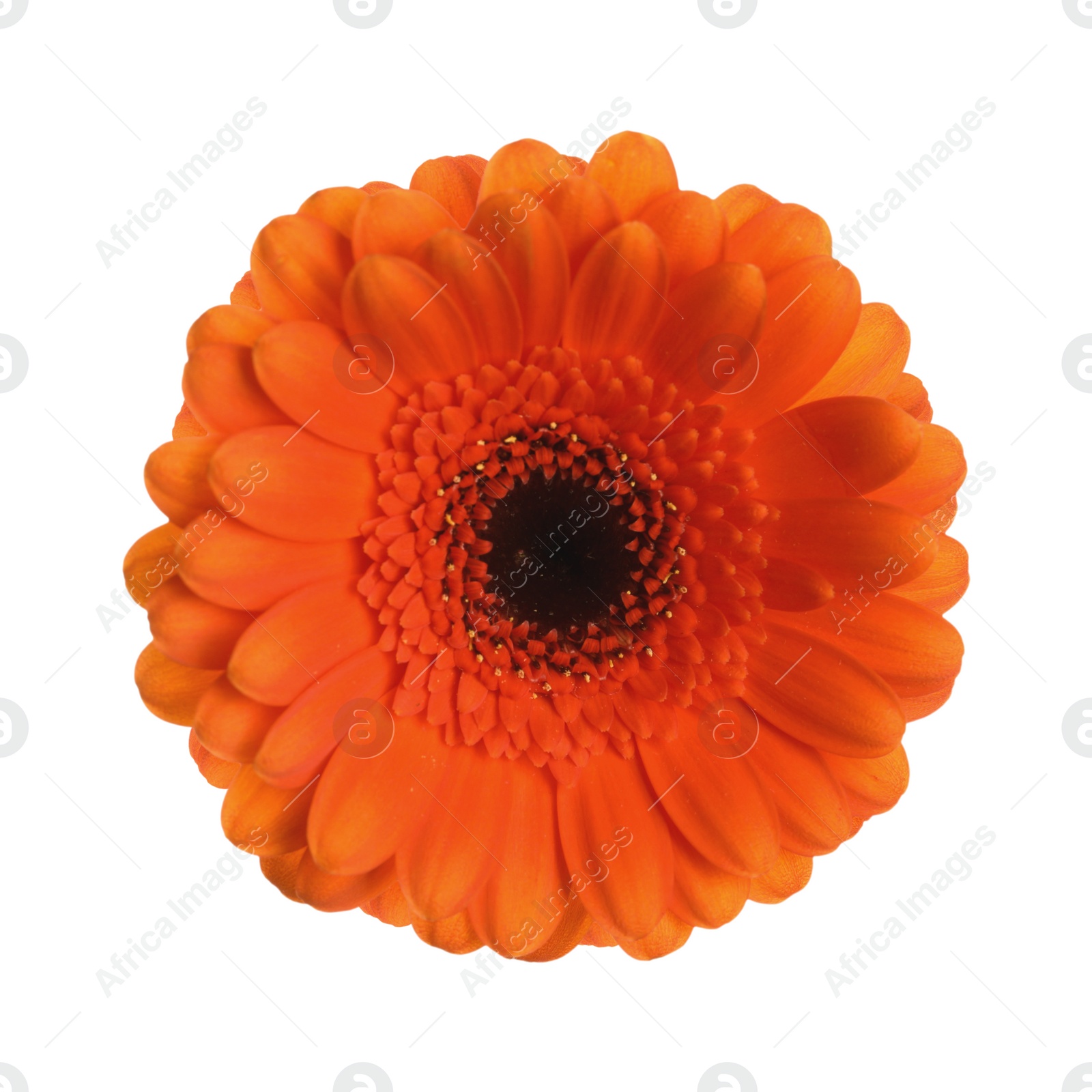 Image of Beautiful orange gerbera flower isolated on white