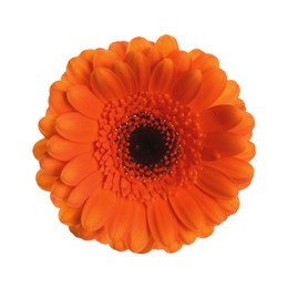 Image of Beautiful orange gerbera flower isolated on white