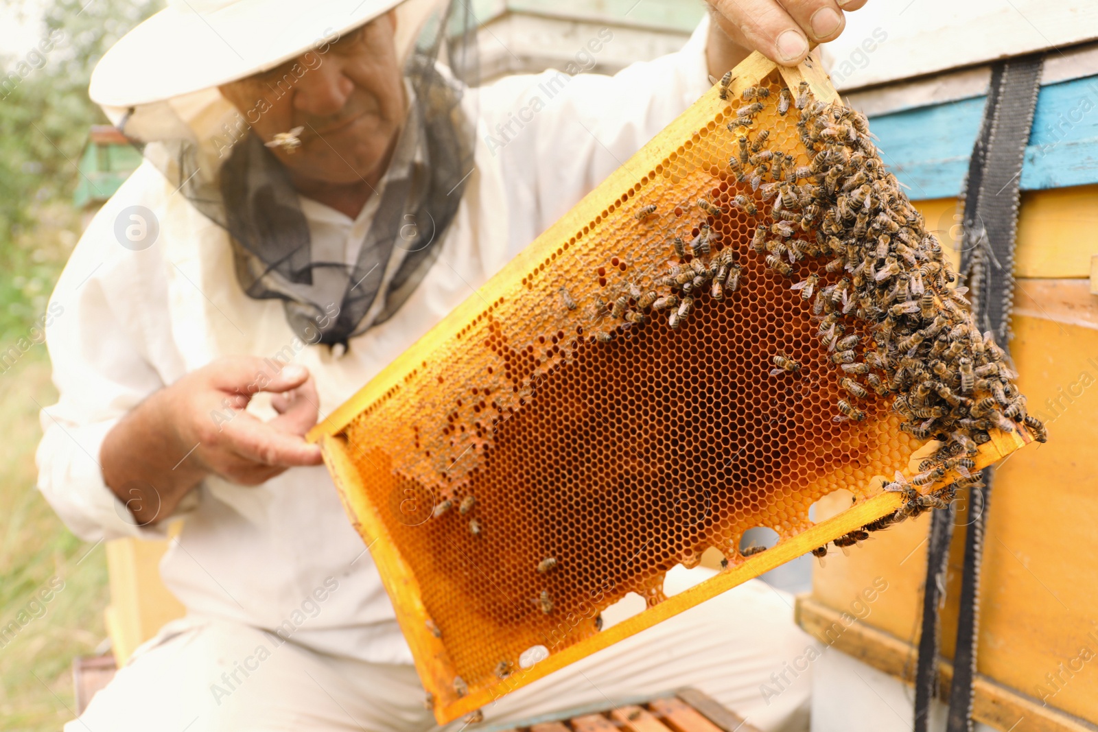 Photo of Beekeeper in uniform taking frame from hive at apiary. Harvesting honey