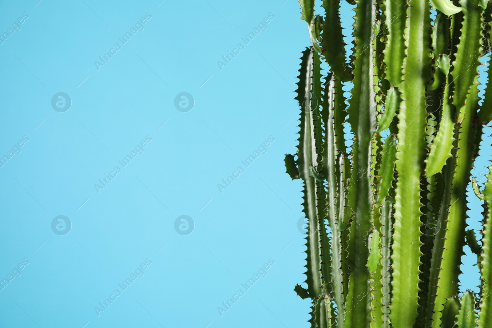 Photo of Beautiful cactus on light blue background, space for text. Tropical plant