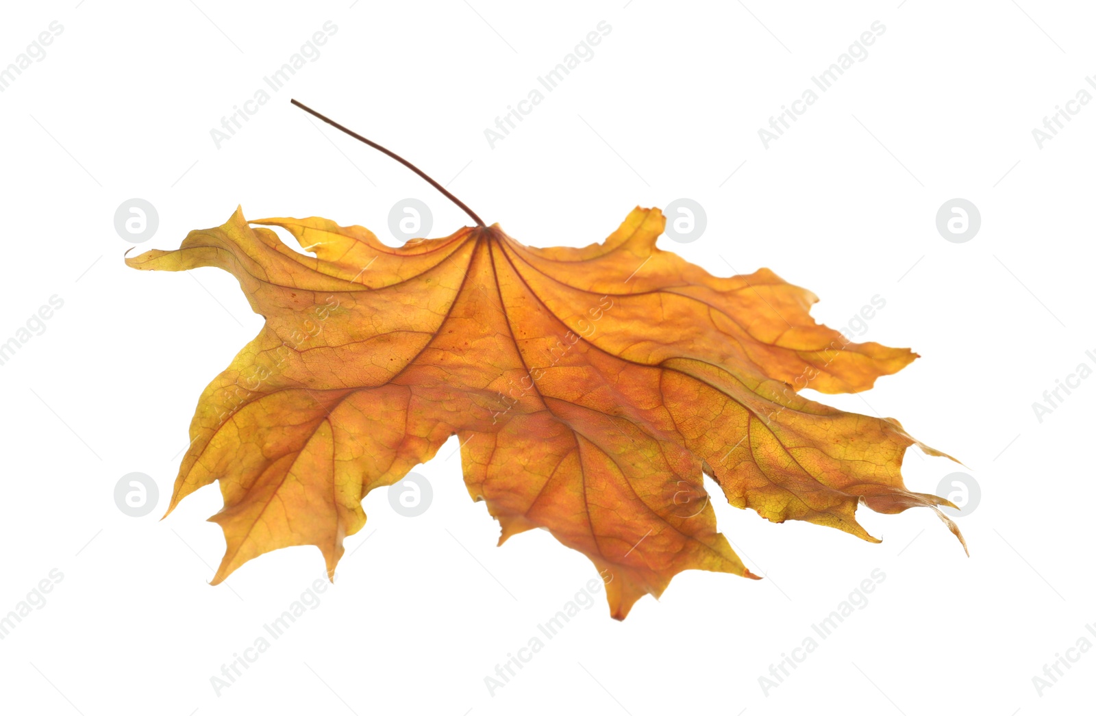 Photo of Beautiful autumn leaf on white background. Fall foliage