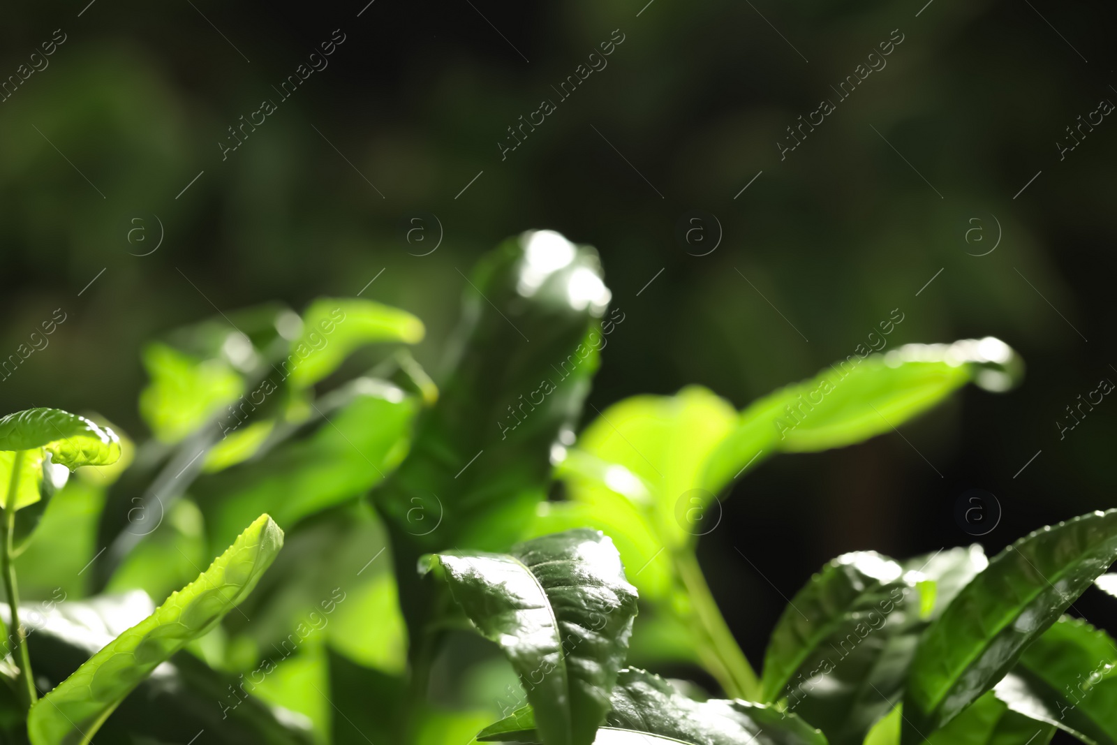 Photo of Closeup view of green tea plant against dark background. Space for text