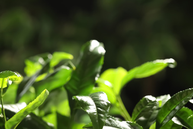 Photo of Closeup view of green tea plant against dark background. Space for text