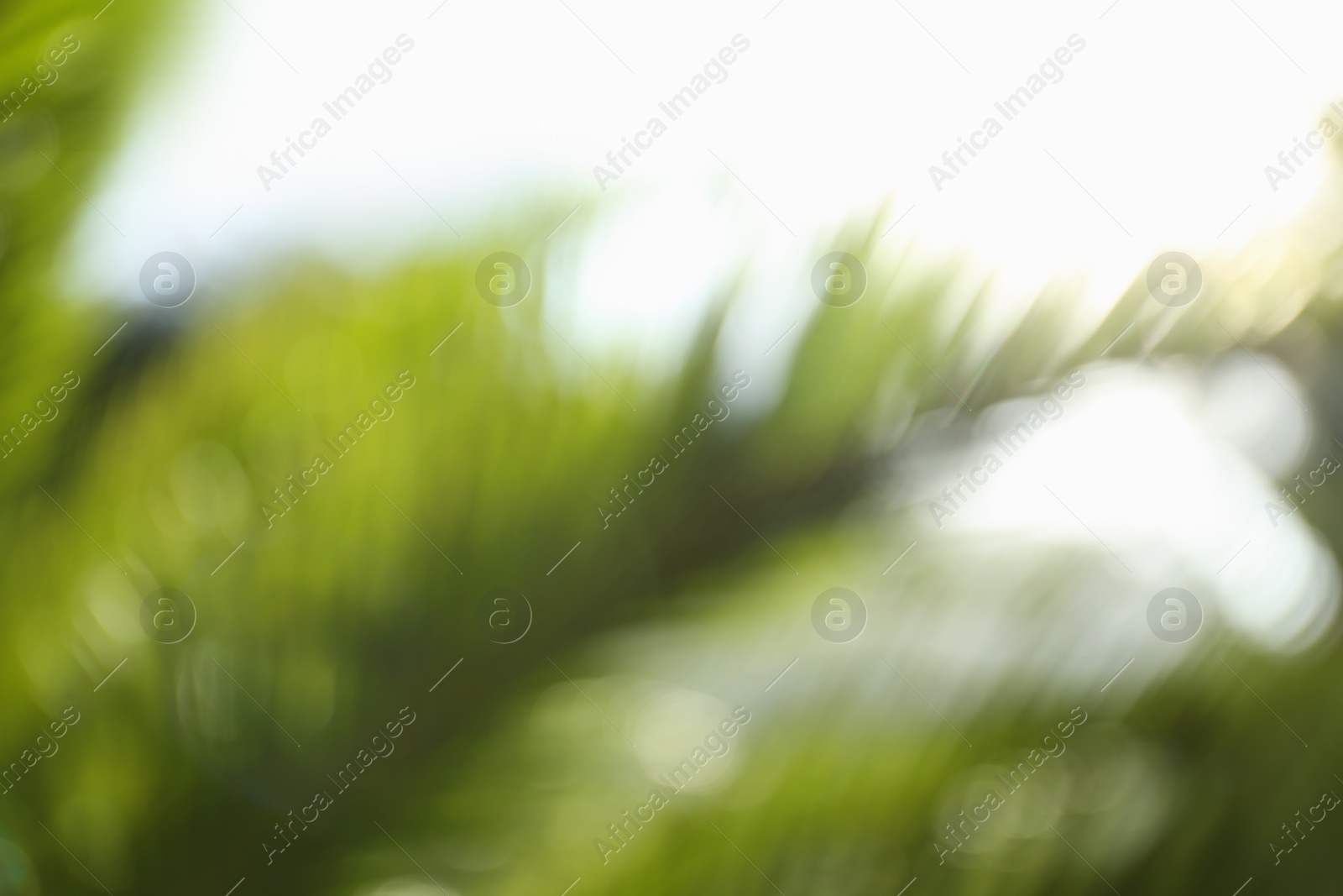 Photo of Blurred view of palm leaves on sunny day outdoors. Bokeh effect