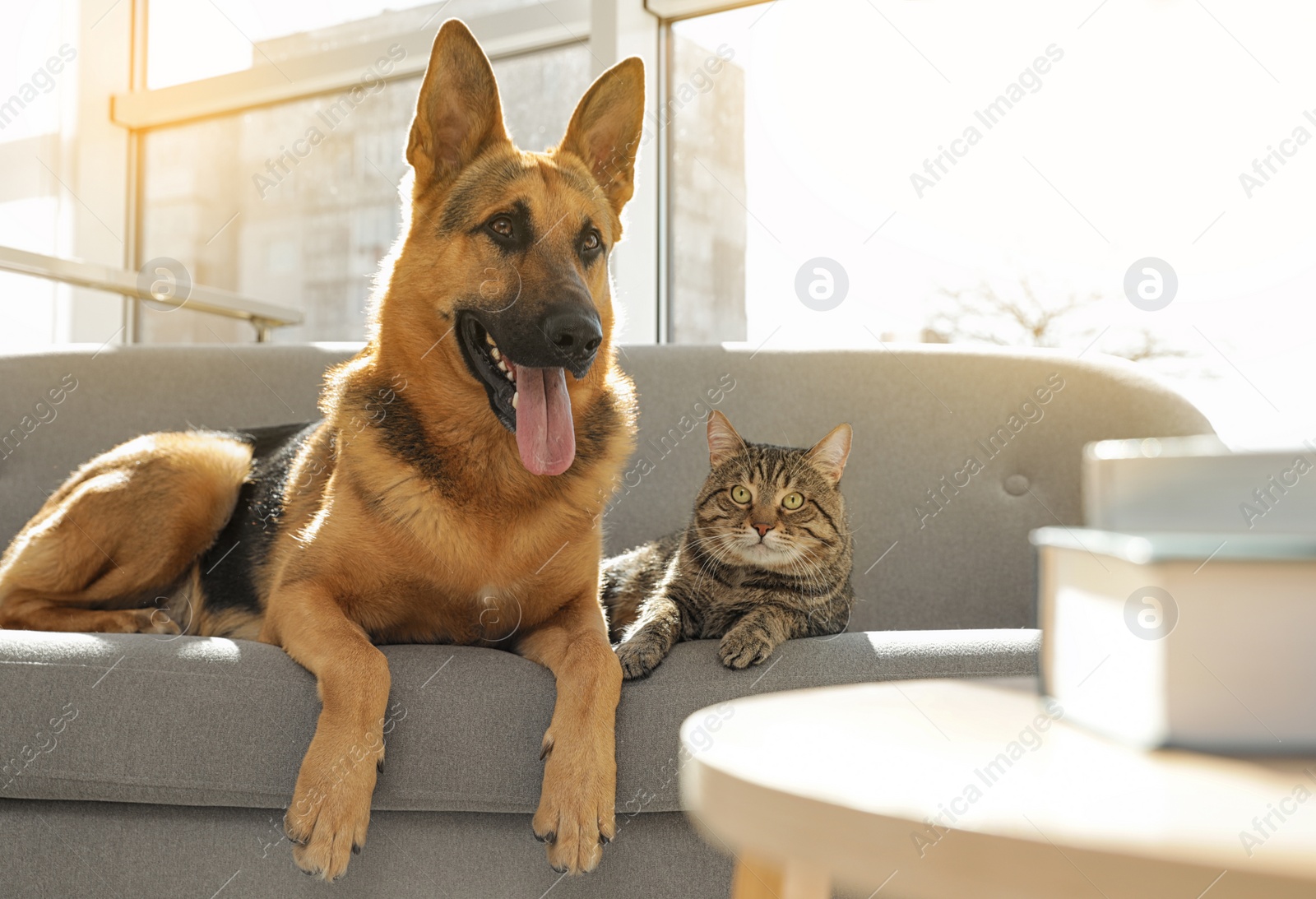 Photo of Cat and dog together on sofa indoors. Funny friends