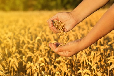 Photo of Man with wheat grains in field on sunny day, closeup. Space for text