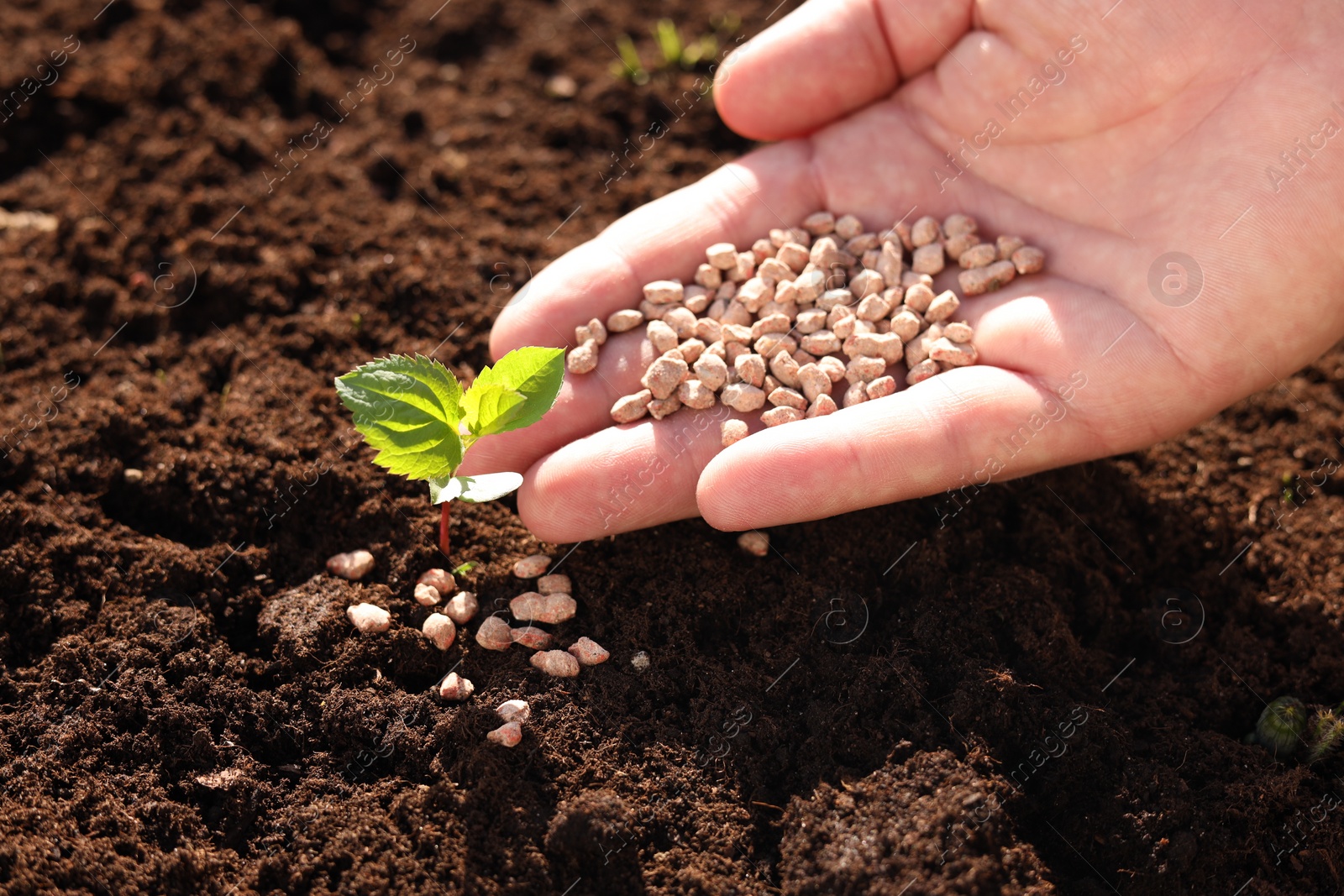 Photo of Man fertilizing soil with growing sprout, closeup