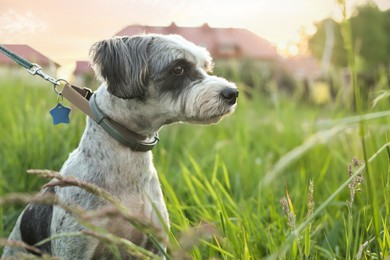 Cute dog with leash sitting in green grass outdoors. Space for text