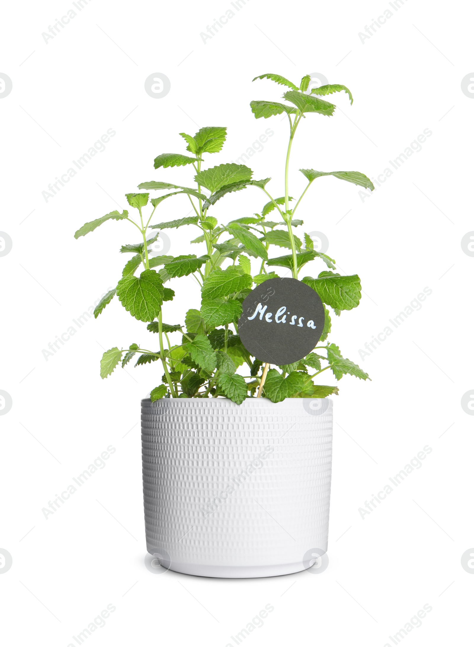 Image of Green lemon balm with Melissa tag in pot isolated on white