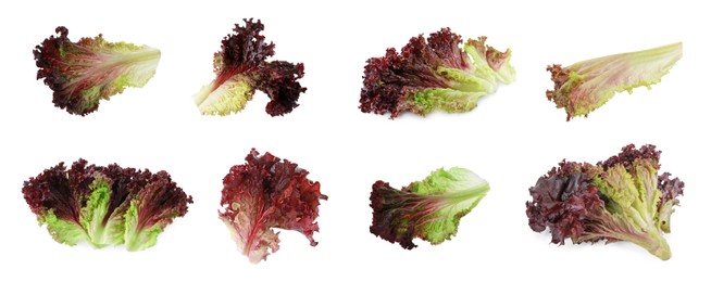 Collage with oakleaf lettuce isolated on white