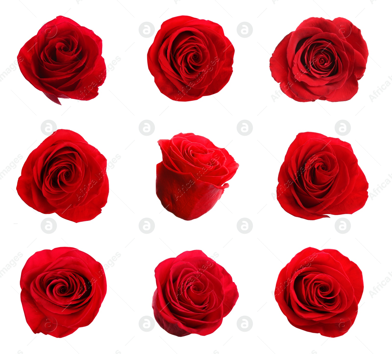 Image of Set of beautiful red roses on white background