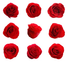 Image of Set of beautiful red roses on white background