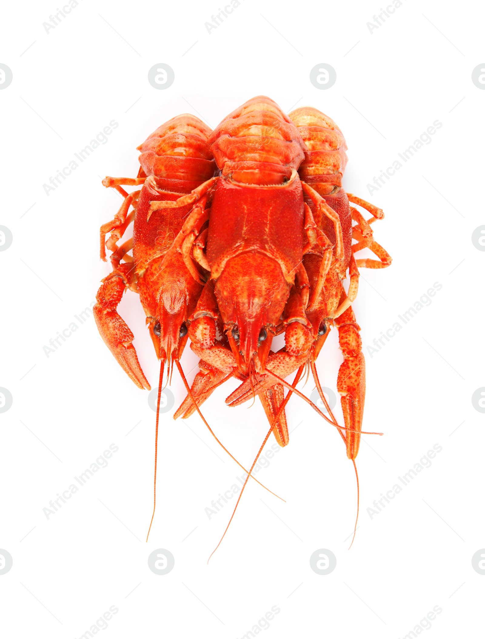 Photo of Delicious red boiled crayfishes isolated on white, top view