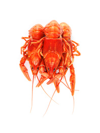 Photo of Delicious red boiled crayfishes isolated on white, top view