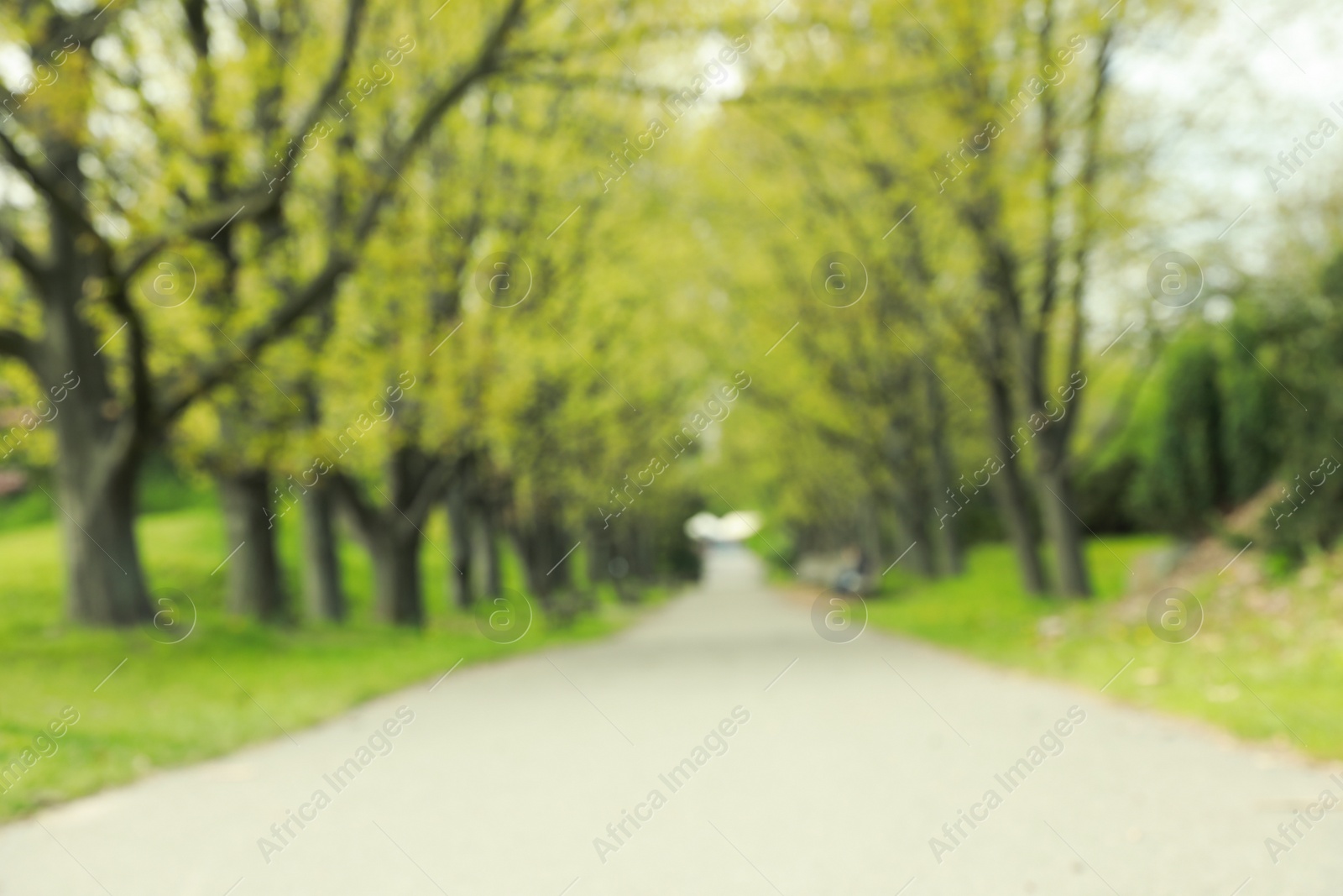 Photo of Blurred view of beautiful park with trees and green grass