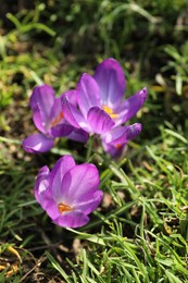 Beautiful purple crocus flowers growing in garden