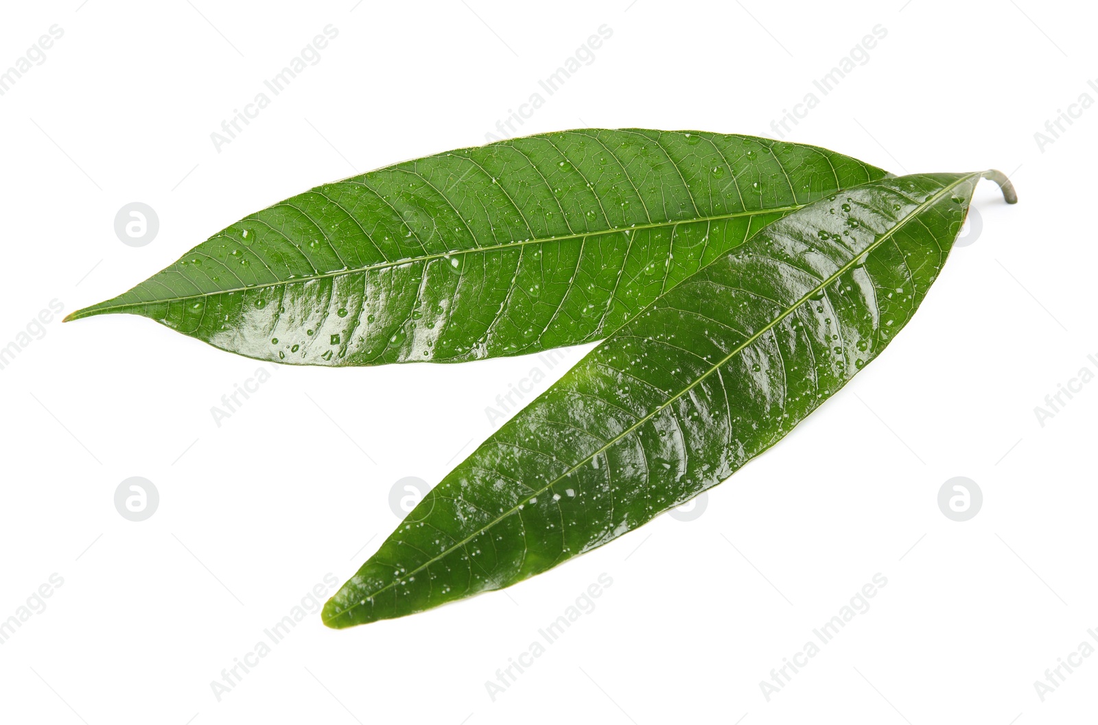 Photo of Green mango leaves with water drops on white background