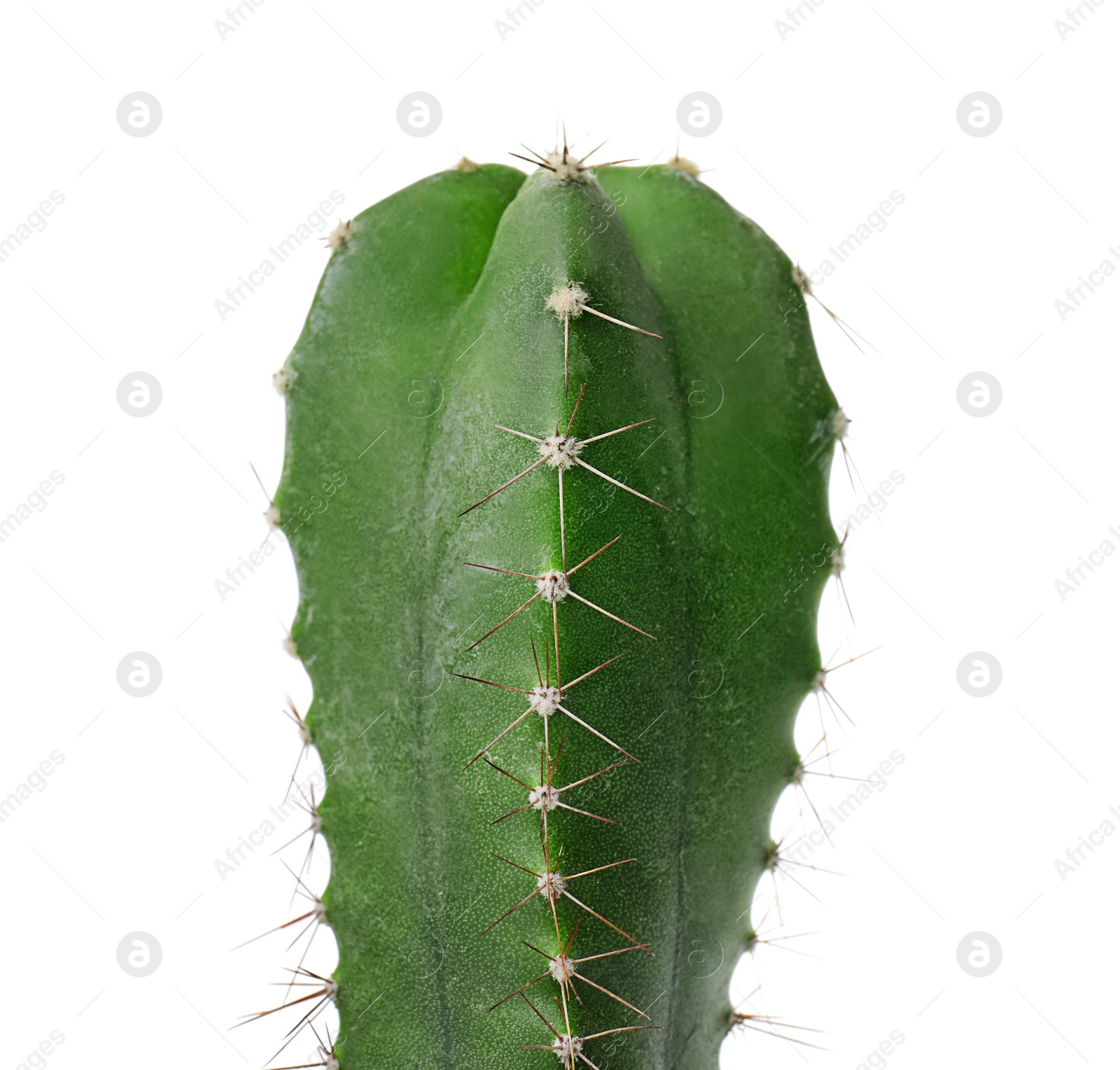 Photo of Beautiful cactus on white background