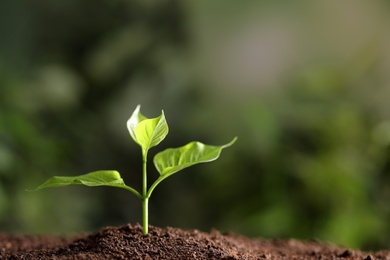 Photo of Young seedling in soil on blurred background, space for text