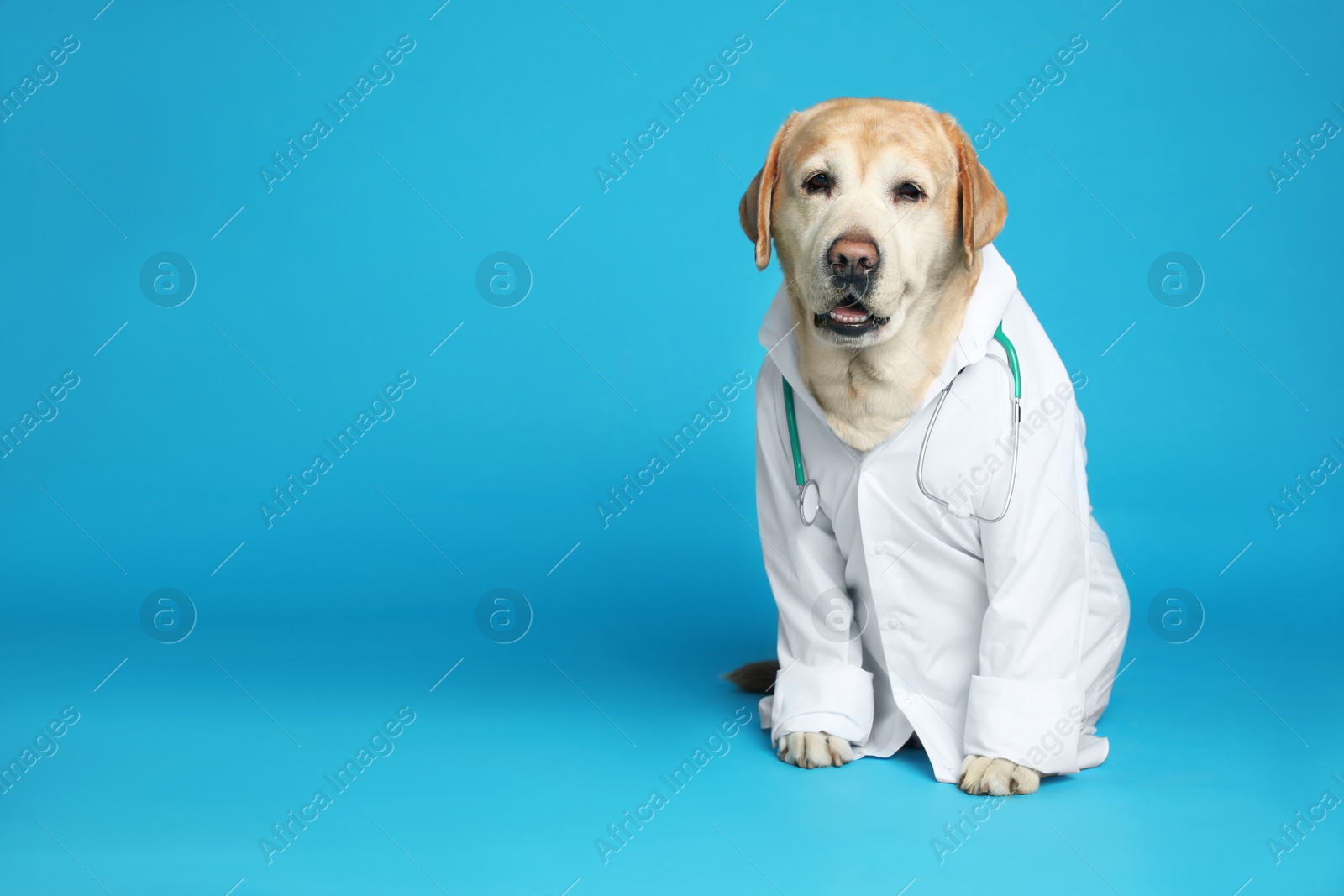 Photo of Cute Labrador dog in uniform with stethoscope as veterinarian on light blue background. Space for text