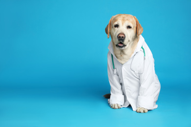 Cute Labrador dog in uniform with stethoscope as veterinarian on light blue background. Space for text