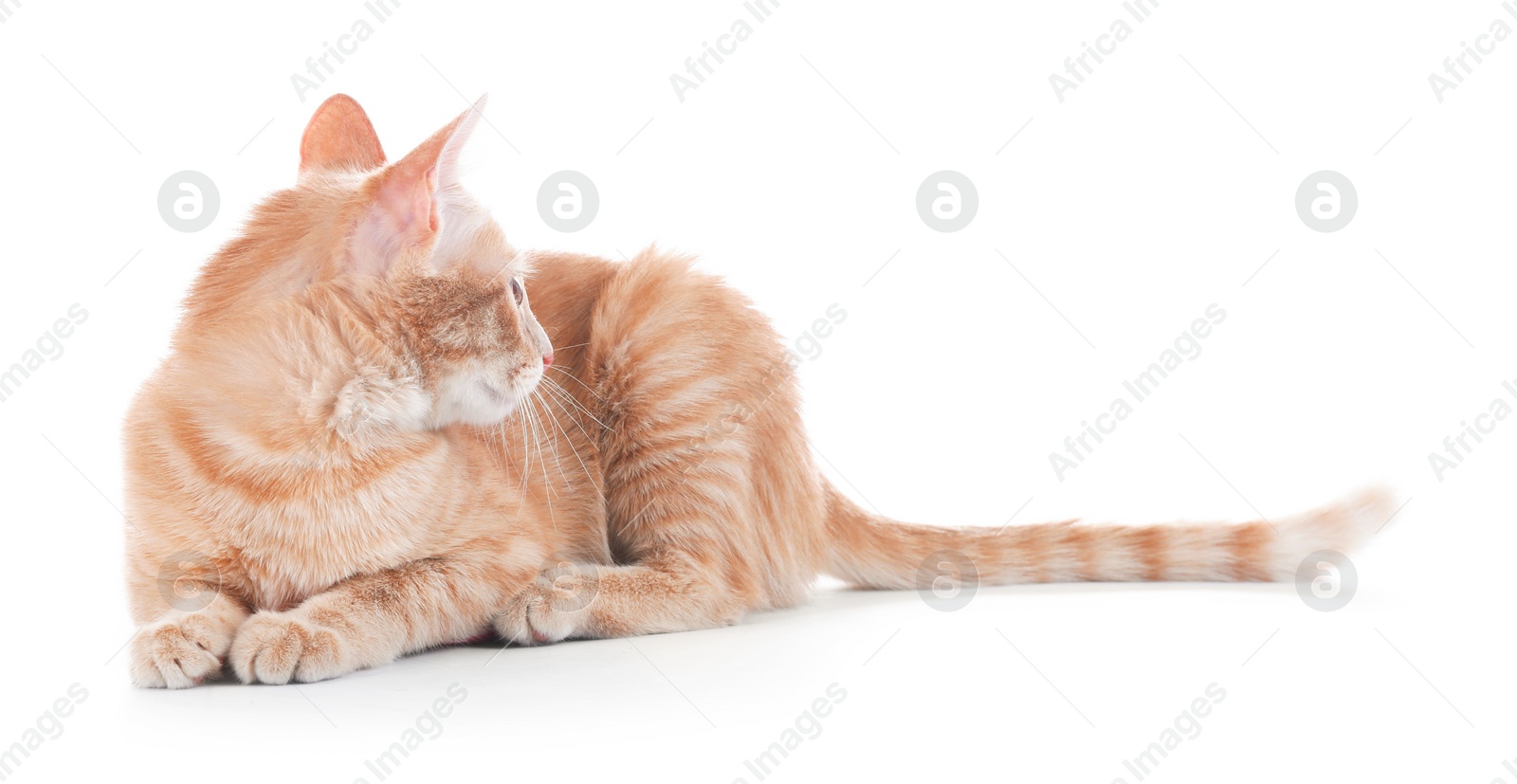 Photo of Adorable yellow tabby cat on white background