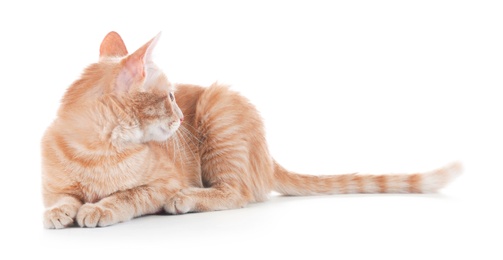 Adorable yellow tabby cat on white background