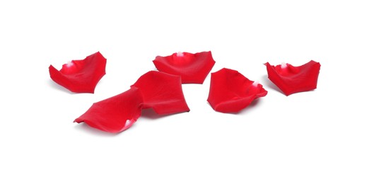 Photo of Beautiful red rose petals on white background