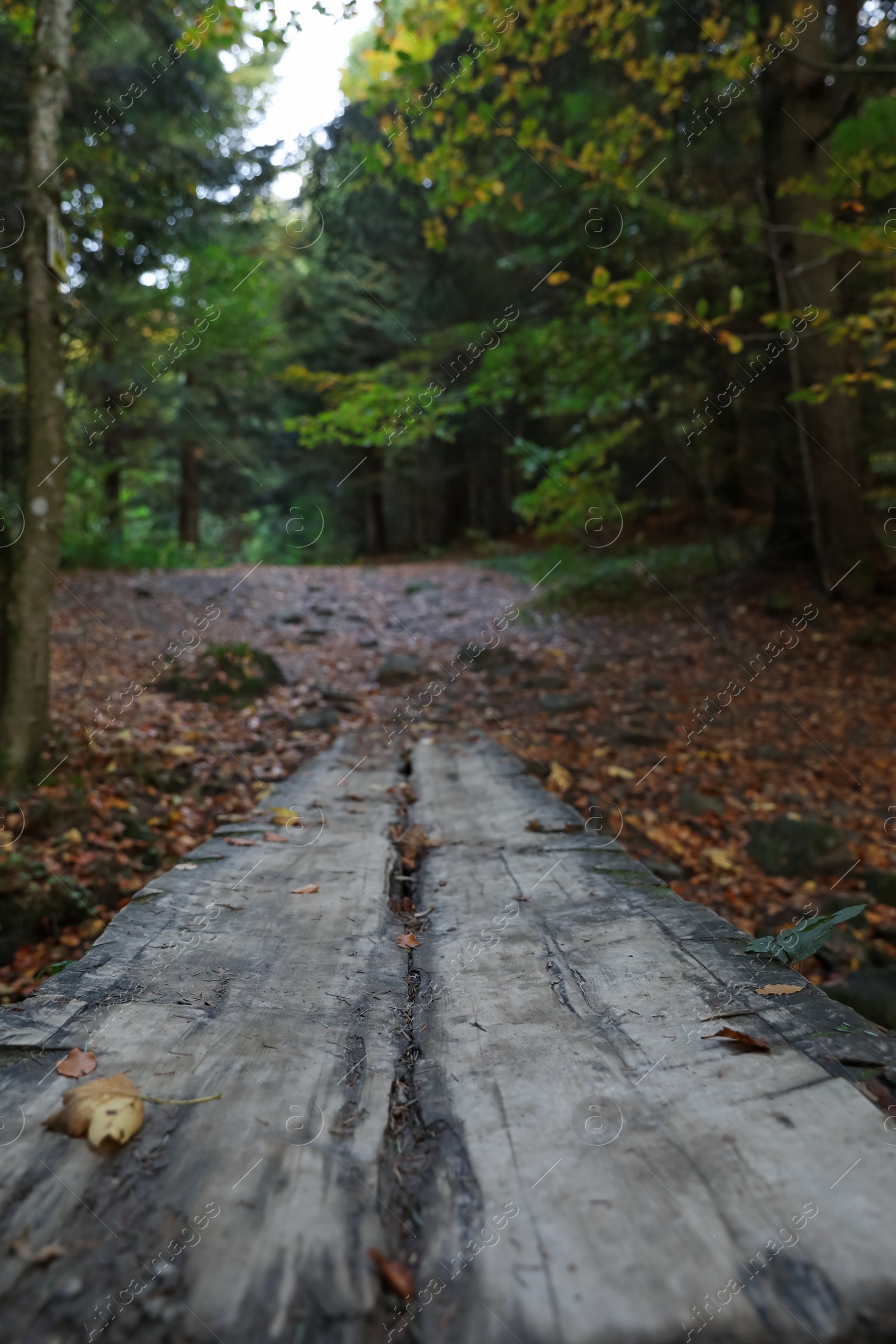 Photo of Beautiful view of weathered wooden plank in forest on autumn day