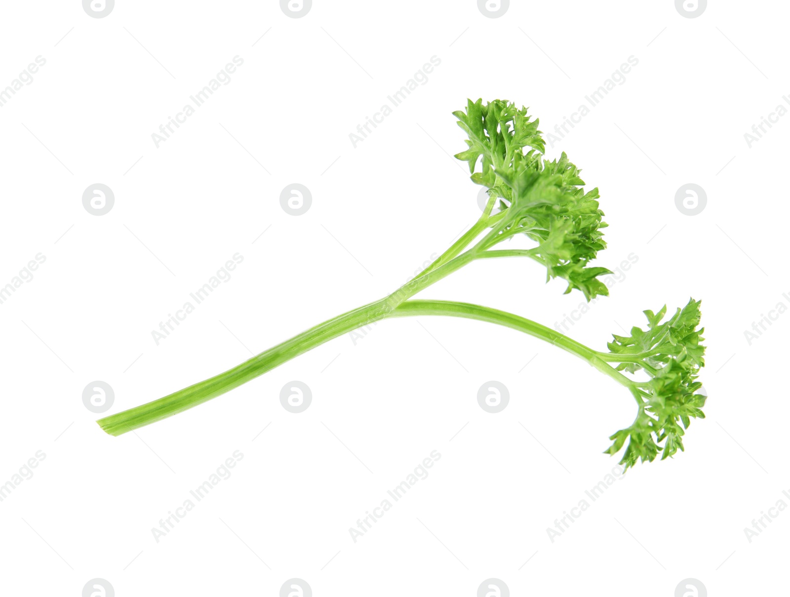 Photo of Fresh green organic parsley on white background