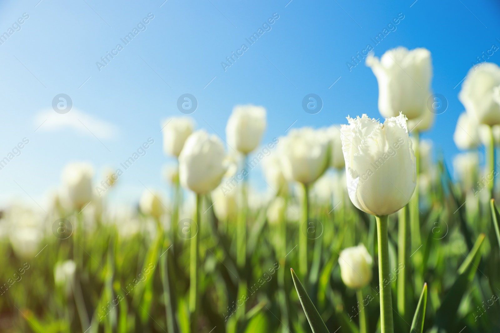 Photo of Blossoming tulips in field on sunny day. Space for text