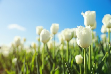 Blossoming tulips in field on sunny day. Space for text