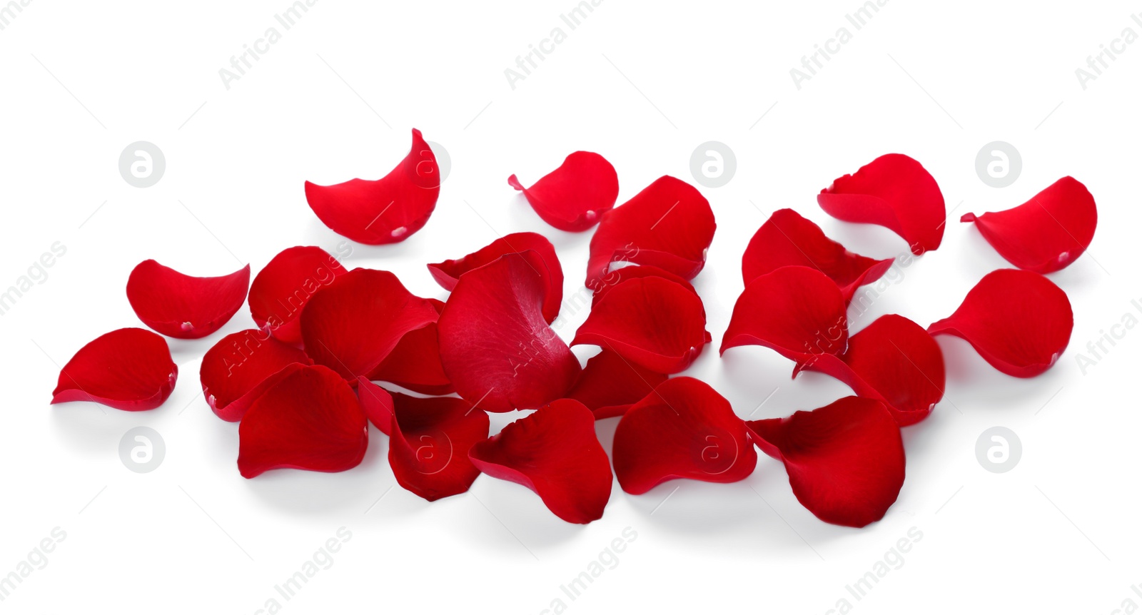 Photo of Fresh red rose petals on white background