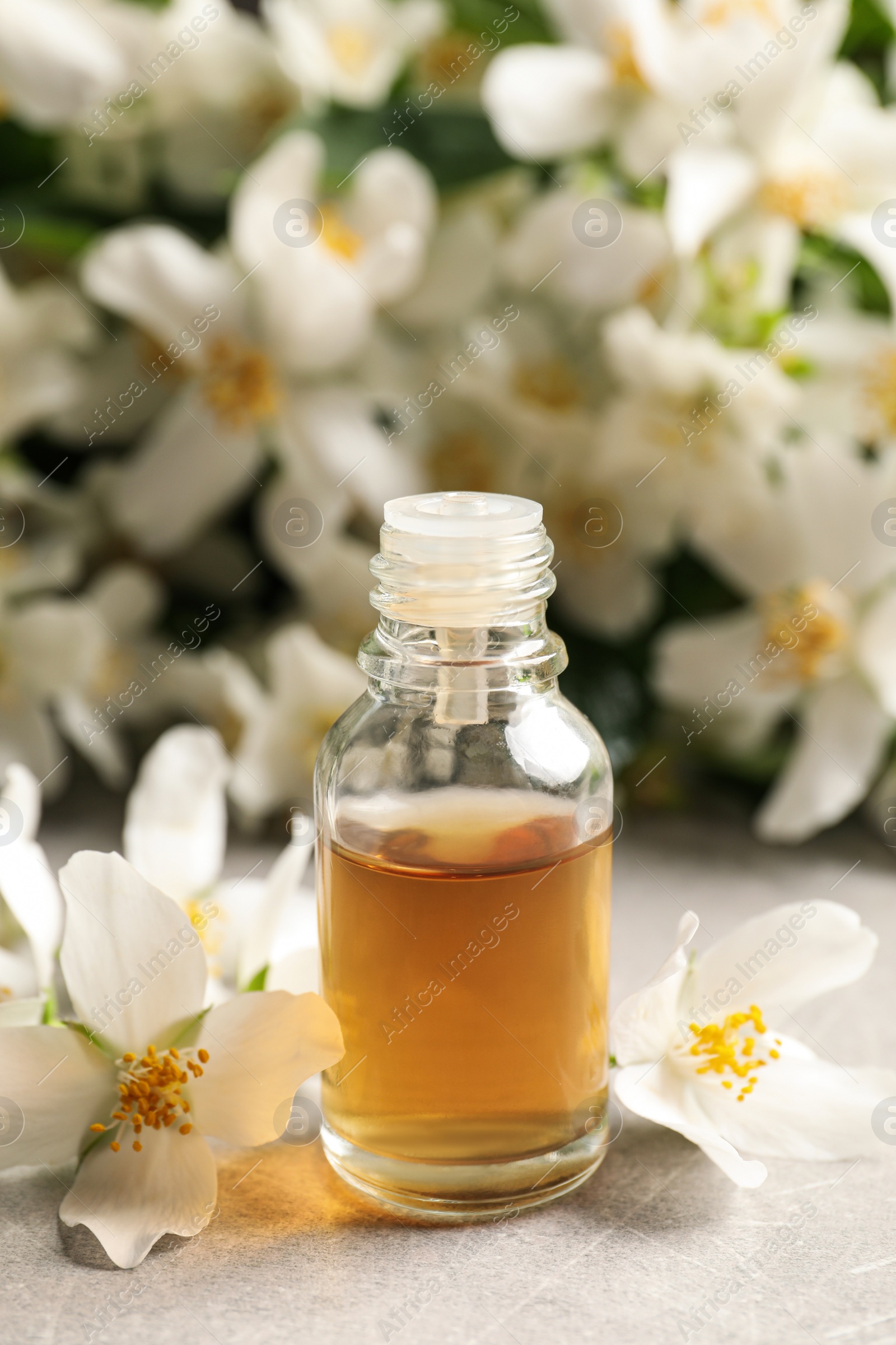 Photo of Jasmine essential oil and fresh flowers on light grey table