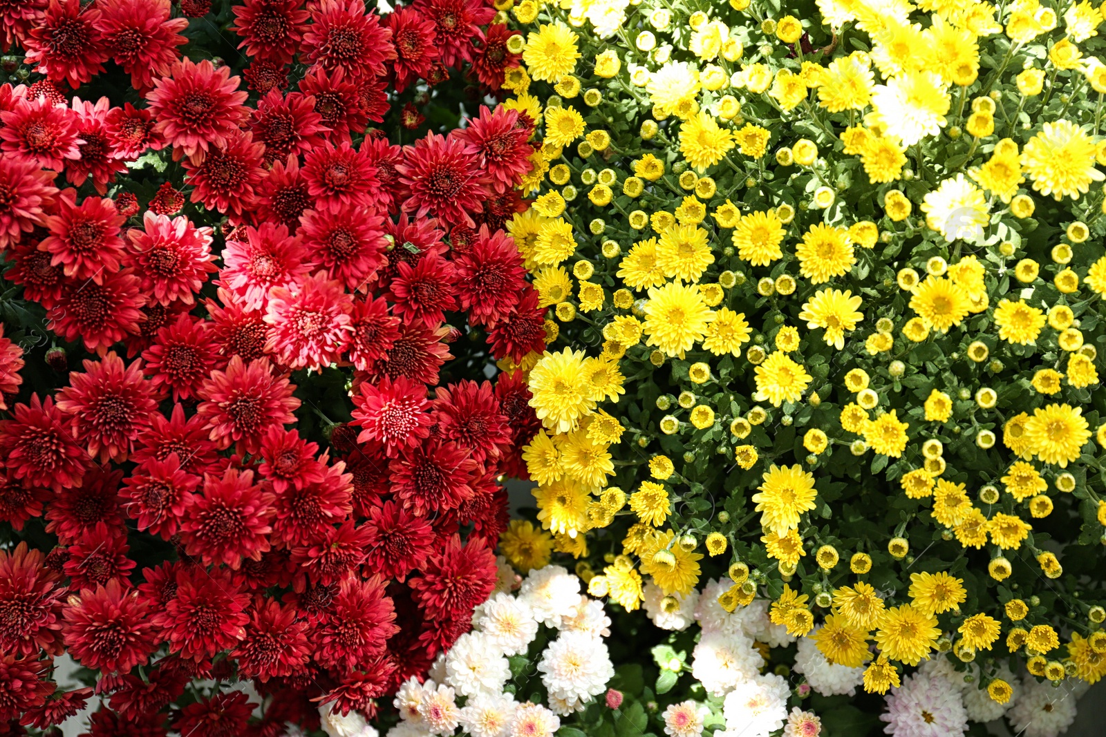 Photo of Different blooming chrysanthemum flowers as background, view from above