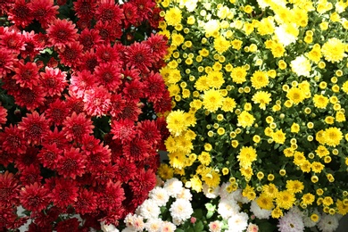 Photo of Different blooming chrysanthemum flowers as background, view from above