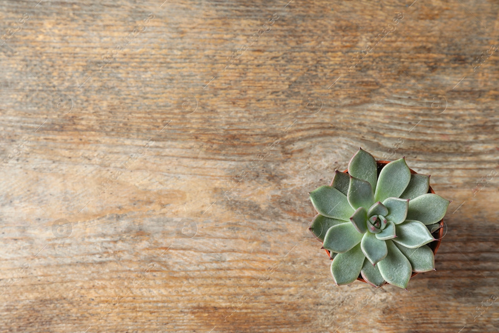 Photo of Beautiful succulent plant in pot on wooden table, top view with space for text. Home decor