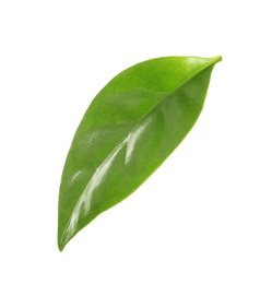 Photo of Fresh green coffee leaf isolated on white