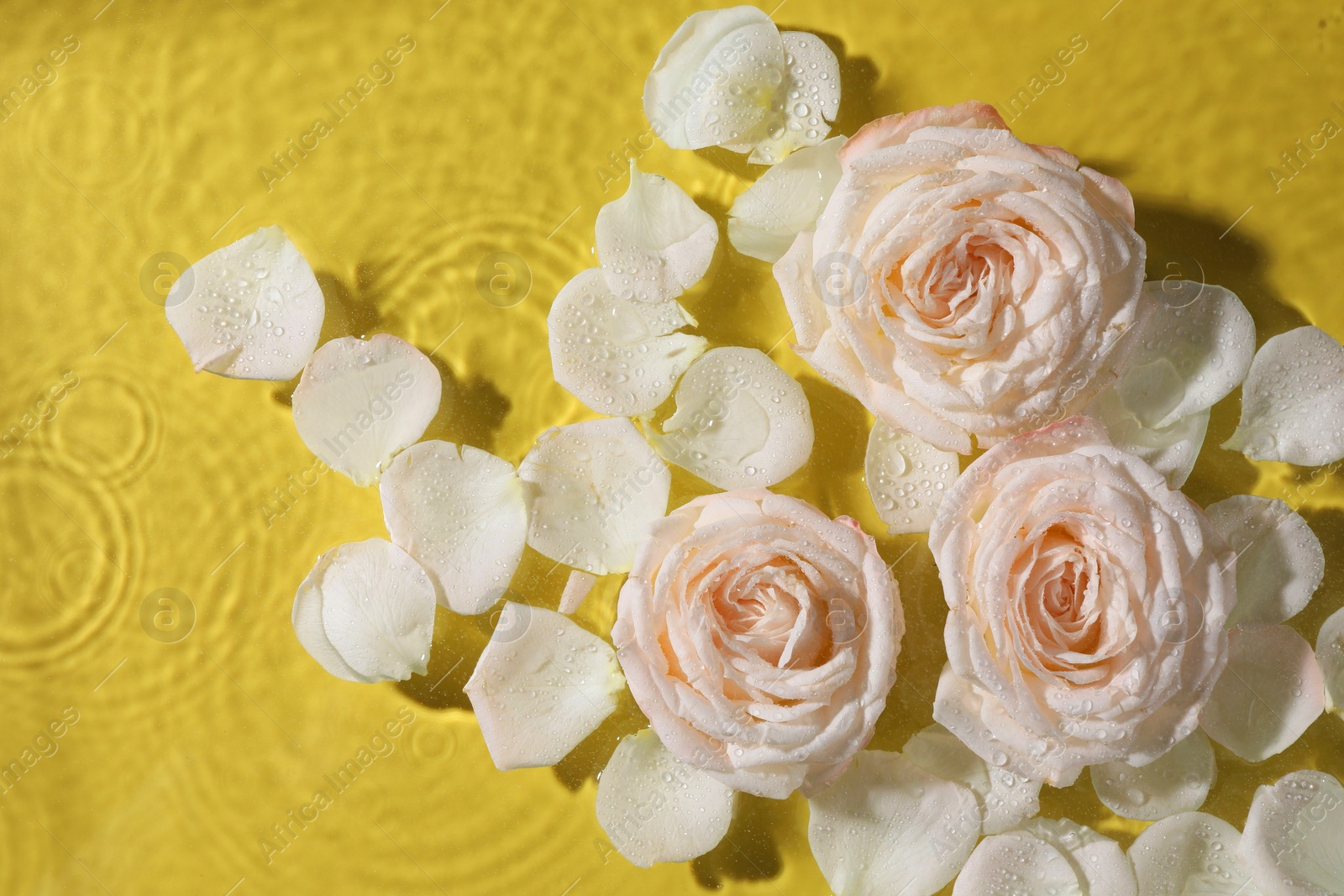 Photo of Beautiful roses and petals in water on pale yellow background, top view