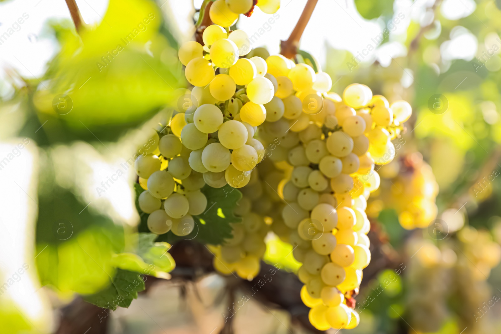 Photo of Fresh ripe grapes growing in vineyard on sunny day