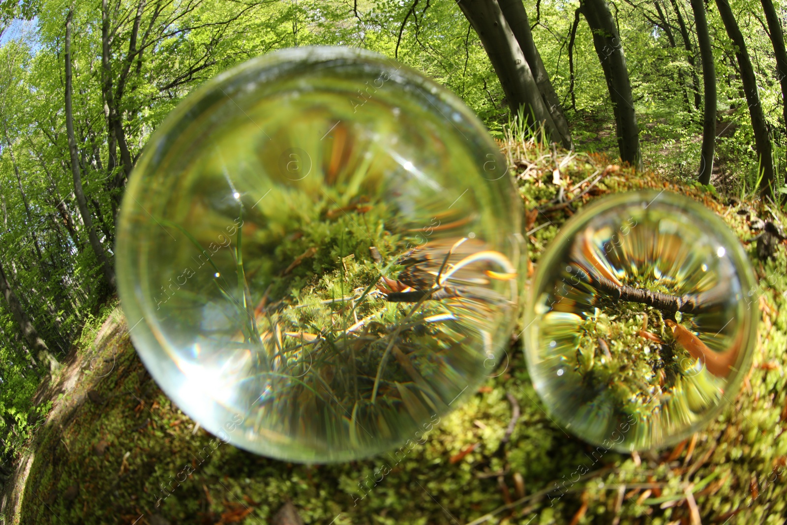 Photo of Green grass outdoors, overturned reflection. Crystal balls in forest