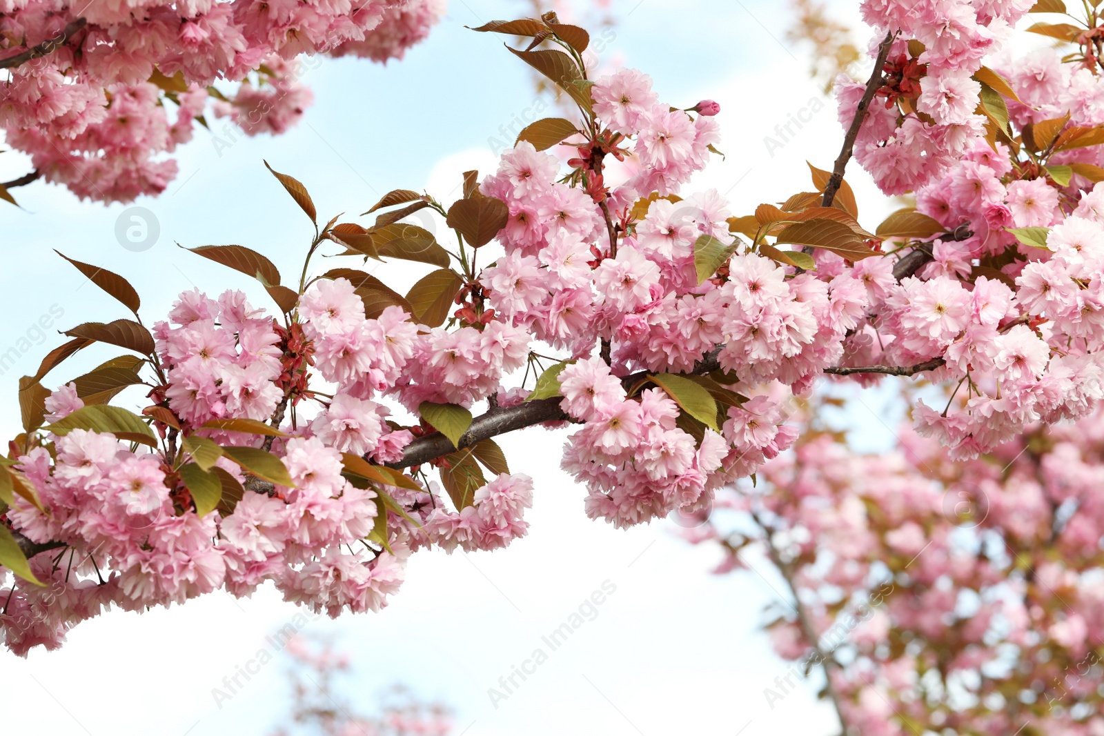 Photo of Beautiful blossoming sakura tree against blue sky, closeup