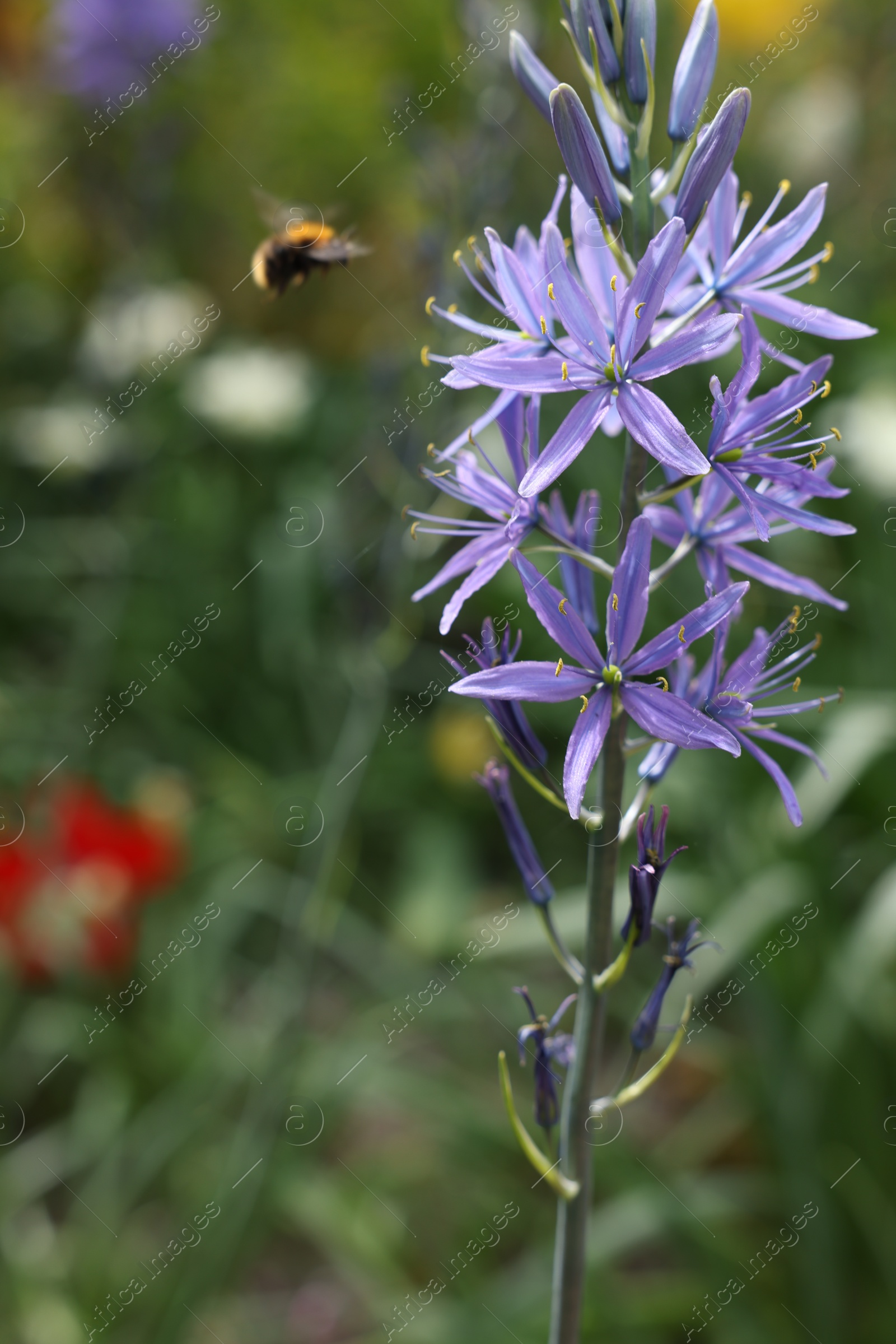 Photo of Beautiful Camassia growing outdoors, closeup. Spring season