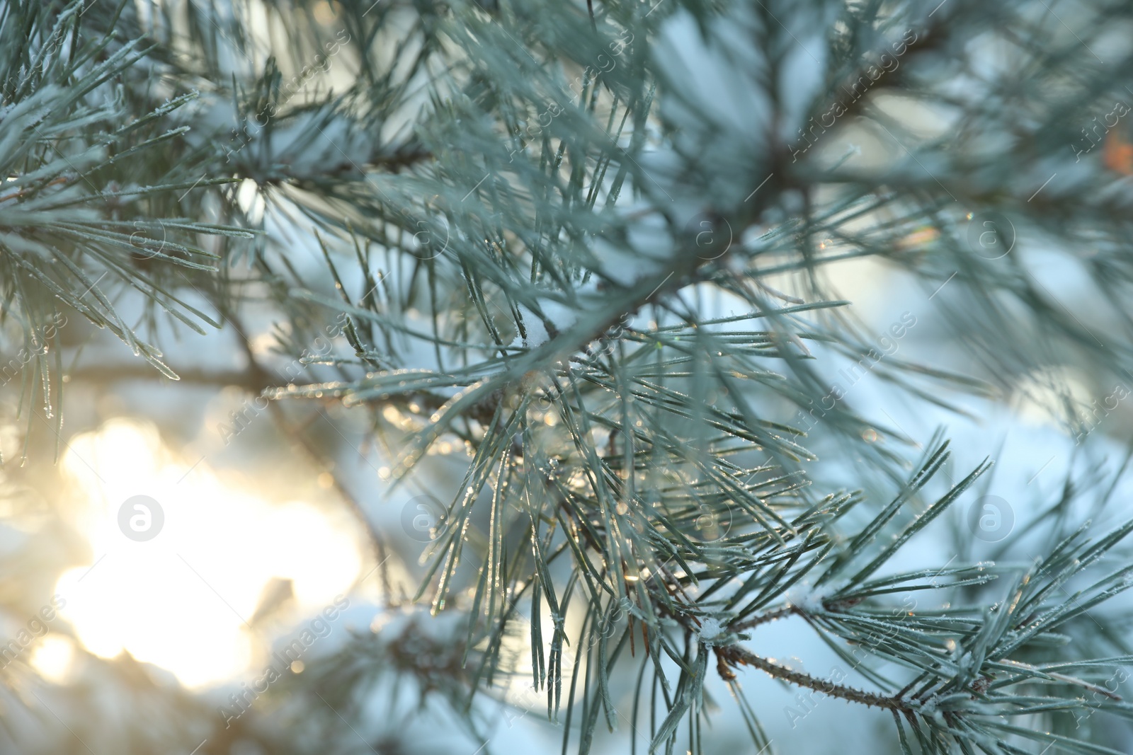 Photo of Snowy pine branches, closeup view. Winter season