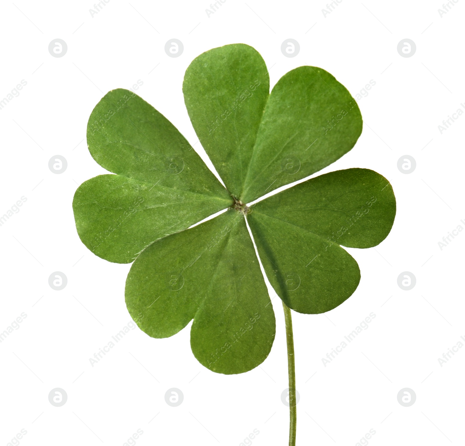 Photo of Green four leaf clover isolated on white