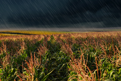 Image of Heavy rain over corn field on grey day