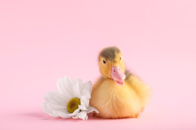 Photo of Baby animal. Cute fluffy duckling near flower on pink background
